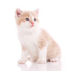 Domestic cat portrait on a white background.