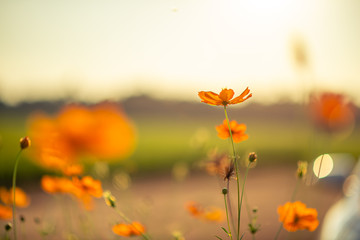 Starburst orange flowers that are warm in the evening.