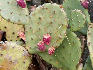 (Opuntia ficus-indica) Figuier de Barbarie 'sanguigna' aux fruits ou figues rougeâtres et...