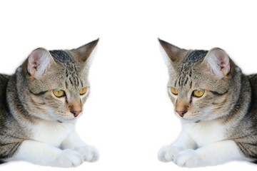 cat on white background