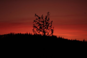 dusk trees