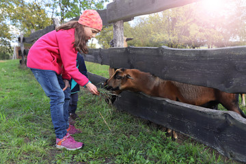 Kinder füttern Schafe auf einem Bauernhof im Oderbruch