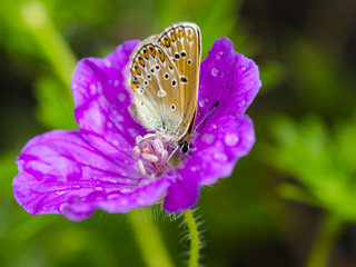 brown butterfly on purple flower