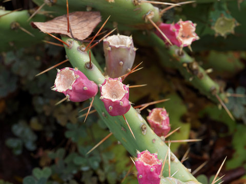 Figuier de Barbarie (Opuntia ficus-indica) aux cladodes ou raquettes &eacute;pineuses avec au sommet son fruit, une figue de Barbarie rouge&acirc;tre entour&eacute;es de fines &eacute;pines brun&acirc;tres, les glochides (Opuntia fic