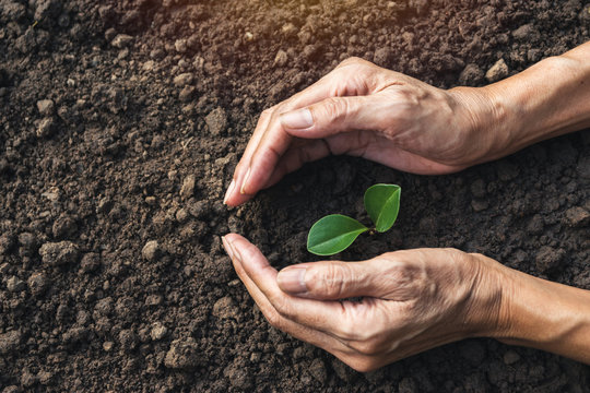 closeup hand of person holding abundance soil with young plant in hand   for agriculture or planting peach nature concept.