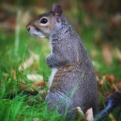 Squirrel In Hyde Park