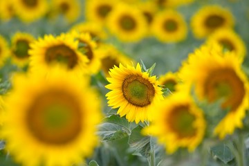 Fototapeta premium Sunflower field landscape close-up