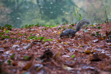 Scoiattolo nel parco di Monza in autunno