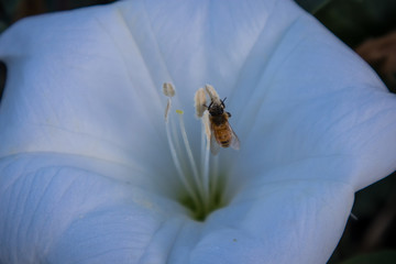 Honey Bee Pollinating Datura Flower