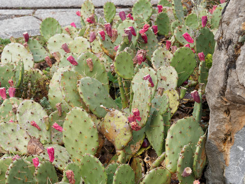 Figuier de Barbarie (Opuntia ficus-indica) aux cladodes ou raquettes &eacute;pineuses avec au sommet son fruit, une figue de Barbarie rouge&acirc;tre entour&eacute;es de fines &eacute;pines brun&acirc;tres, les glochides 