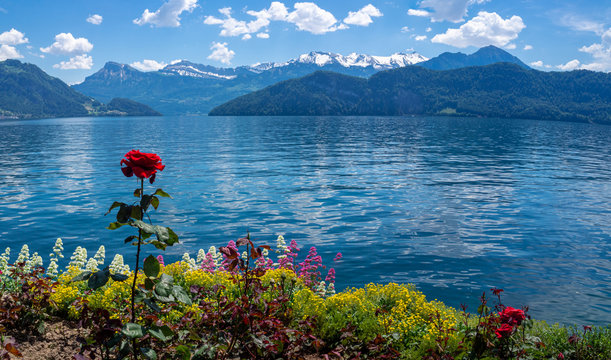 Rose und andere Blumen vor einem See mit Bergen im Hintergrund in der Schweiz