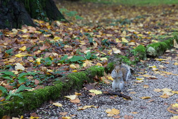 Scoiattolo nel parco di Monza in autunno