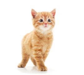 Little red kitten .