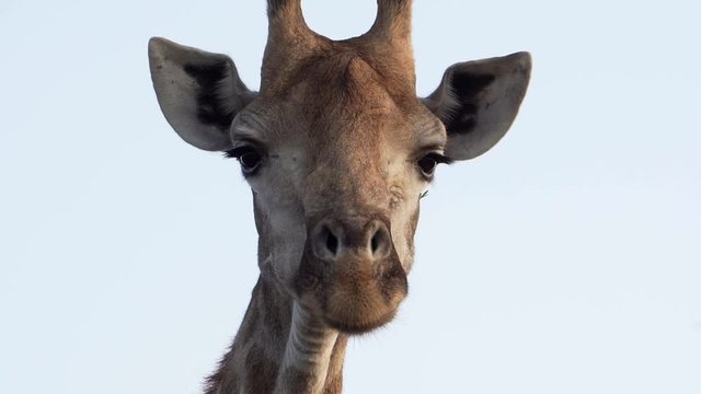 Close up of giraffe eating in Kruger National Park South Africa