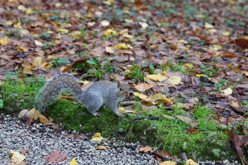 Scoiattolo nel parco di Monza in autunno