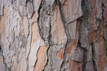 bark tree texture close-up