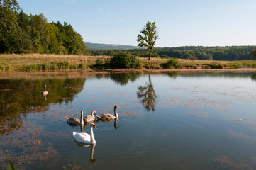 white swans with small swans on the lake