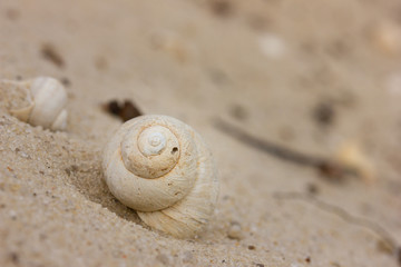 Big empty spiral shell of a snail is on the sand