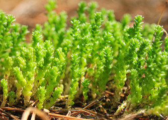 Colony of green soft sprouts of plant Sedum on sunny day