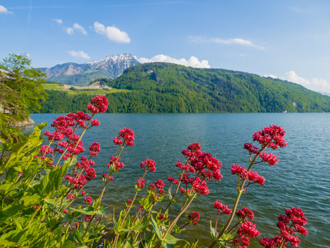 Vierwaldstätter See mit Blumen und Berg Rigi in der Schweiz