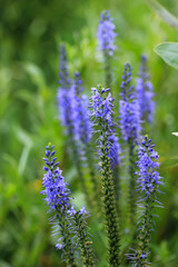 Blue flowers of Veronica longifolia on the green background