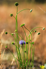 Bunch of stylish blue flowers and buds of Jasione in the field on the brown background on sunny day 