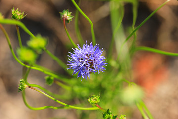 Top view of blue flowers of Jasione on sunny day