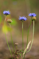 Elegant blue flowers of Jasione on sunny day