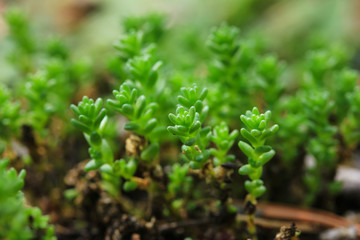 Green soft sprouts of plant Sedum