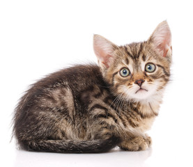 Obraz premium Little gray kitten profile side view. Isolate.