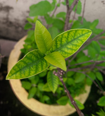 Beautiful pattern of green leaf on tree, top view of leaves growing in the branch of plant