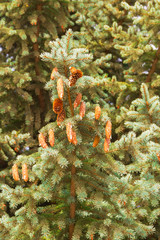 Fir branches with cones