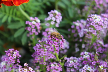 Obraz premium Bee resting on purple flowers