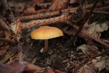 mushrooms