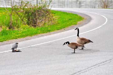 A whole new take on road rage, two angry Canada Geese honk at a peregrine falcon who is devouring part  a smaller bird.