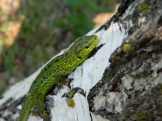 lizard on rock
