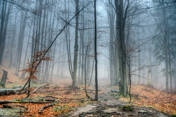 forest in fog in autumn colors with fallen leaves on the ground