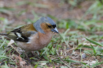 chaffinch in the grass