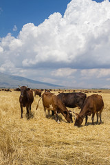 Cows in the mountains of Armenia