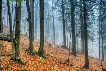 Obraz premium forest in fog in autumn colors with fallen leaves on the ground