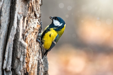 A tit is looking for food on a tree trunk.