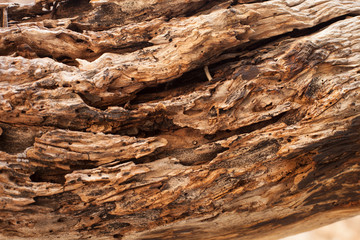 bark of a tree