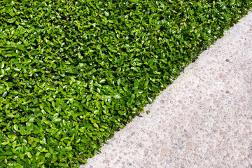Beautifully maintained, this glossy green ground cover acts as a low maintenance lawn substitute.