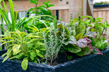 A large container planted with a variety of edible herbs creates a beautiful combination of colours and textures.