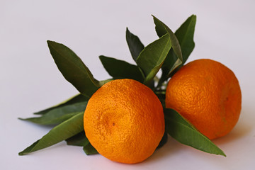 Fresh natural tangerines on a white background.