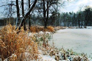 Fototapeta na wymiar Winter pond in the park