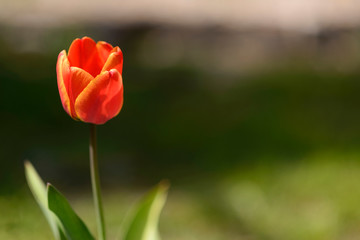 Beautiful spring Tulip.