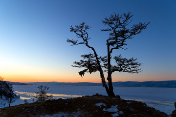 Tree silhouette on the cliff rocks and sunset over the nature landscape