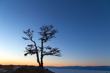 Fototapeta na wymiar Tree silhouette on the cliff rocks and sunset over the nature landscape