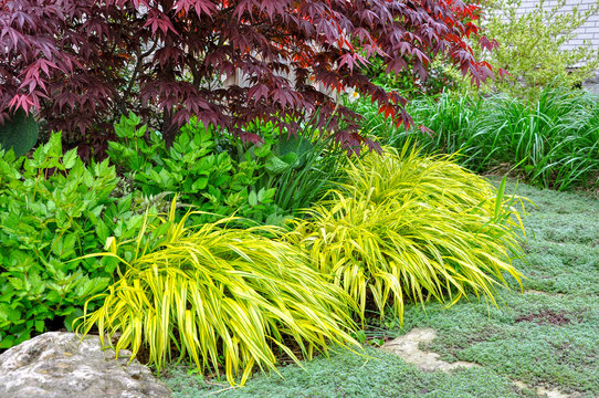 Detail of an Asian inspired garden with Japanese maple, astilbe, Hakonechloa macra Aureola, and wooly thyme.